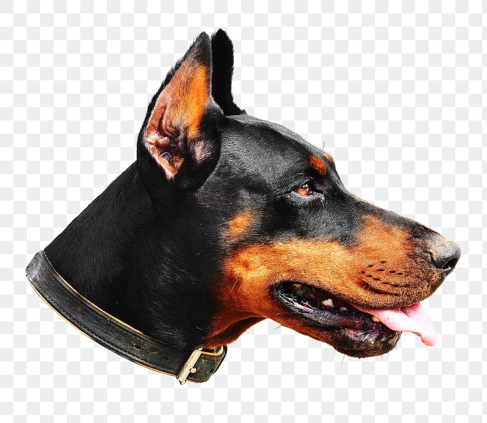 Doberman dog png, transparent background