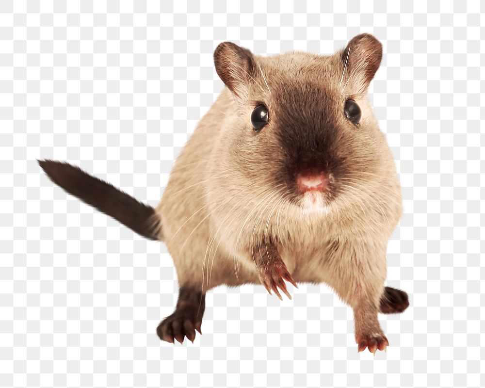 Mongolian gerbil png collage element, transparent background