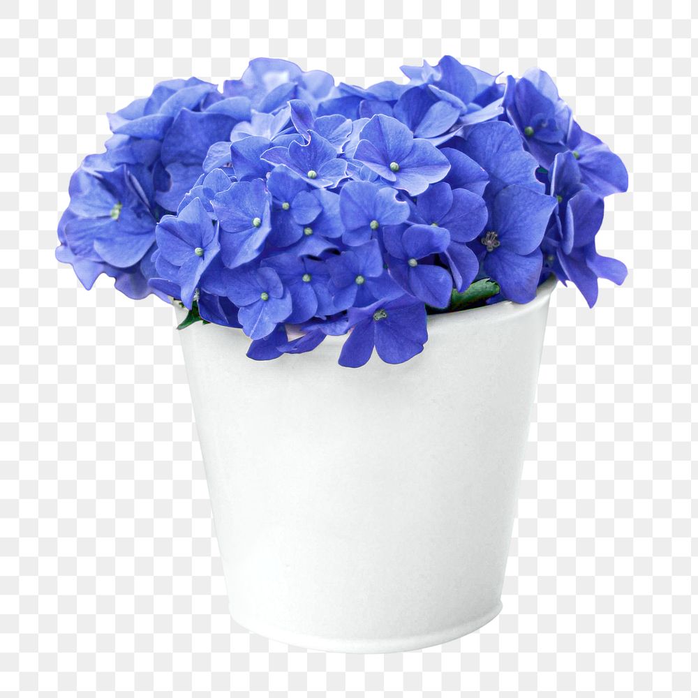 Blue hydrangea png flower, transparent background