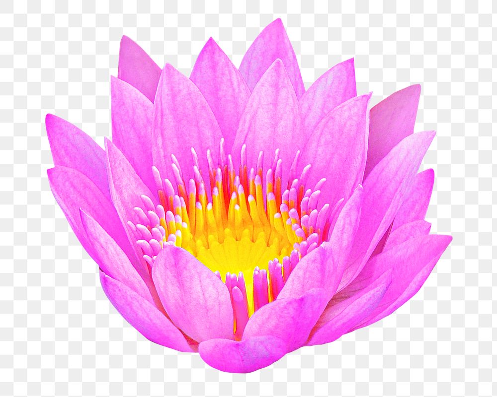 Pink lotus png collage element, transparent background