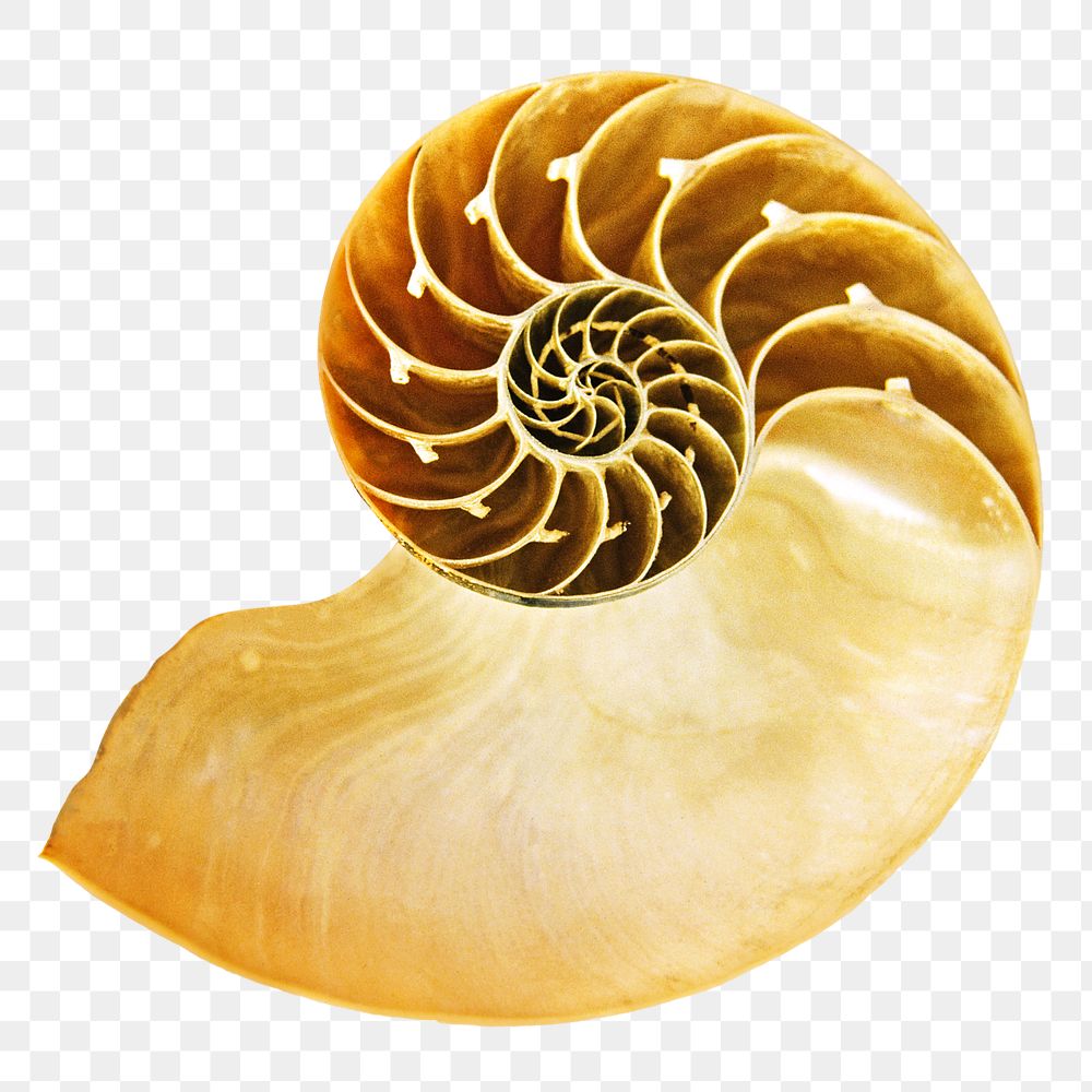 Seashell png object, transparent background