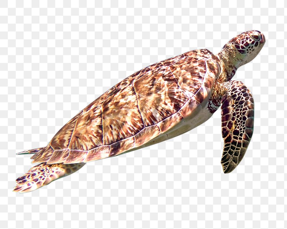 Sea turtle png, transparent background