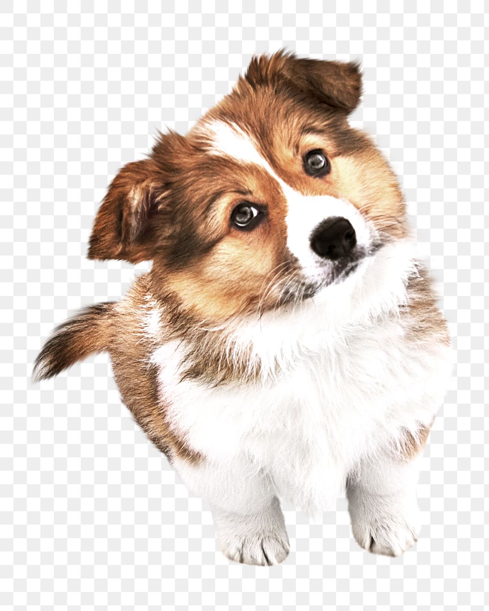 Icelandic sheepdog png, transparent background