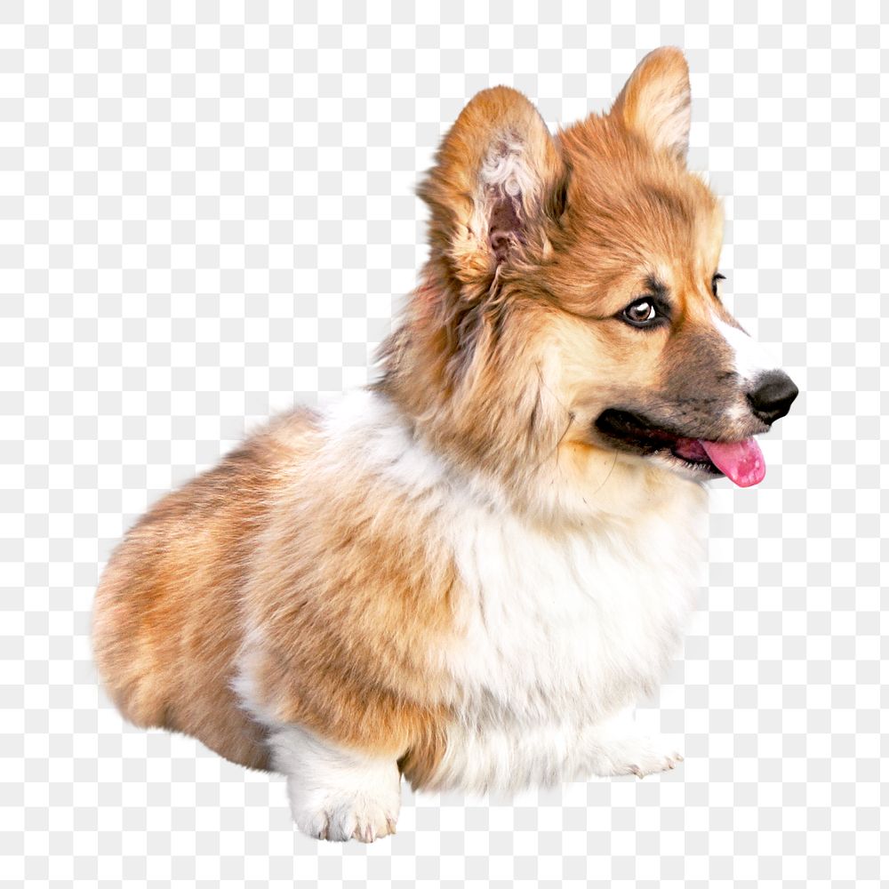 Corgi puppy png, transparent background