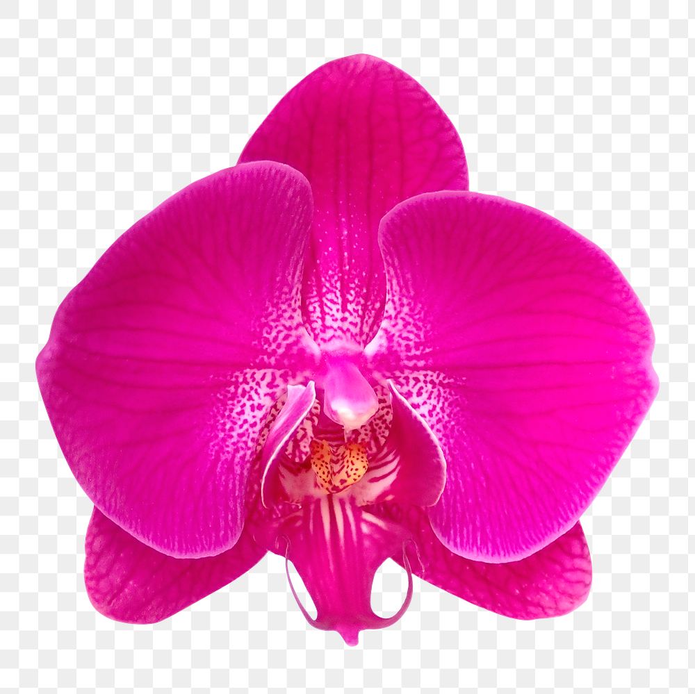 Pink orchid png flower, transparent background