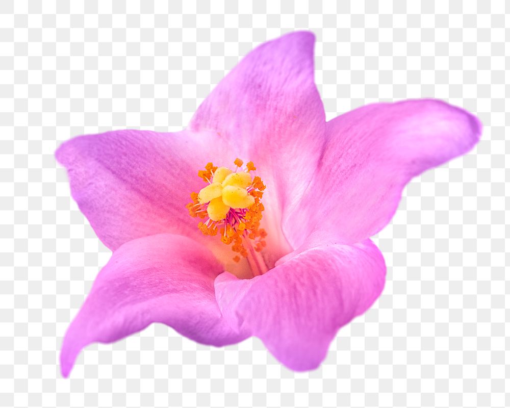 Pink flower, collage element, transparent background.