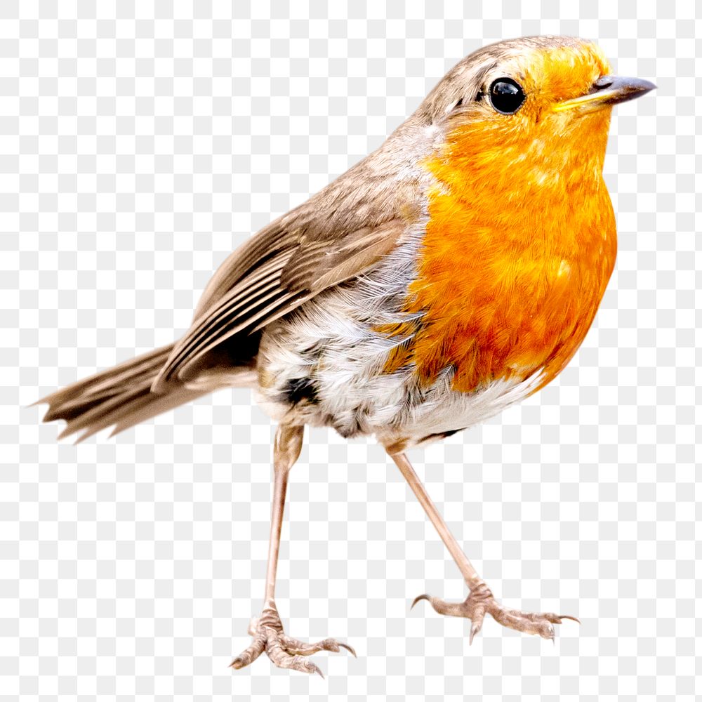PNG cute bird, animal, collage element, transparent background