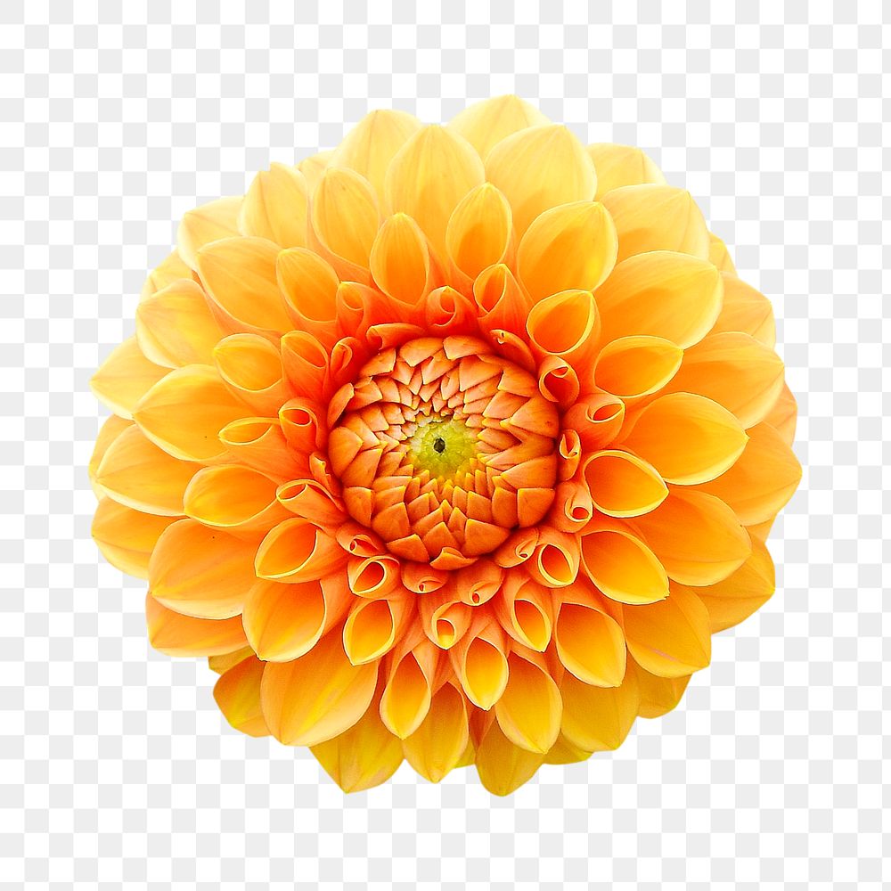 Yellow dahlia png collage element, transparent background