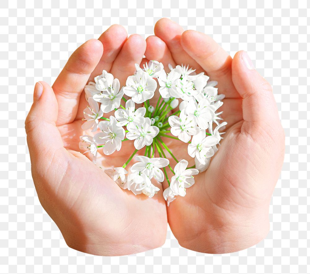 Flower png cupping hands, transparent background