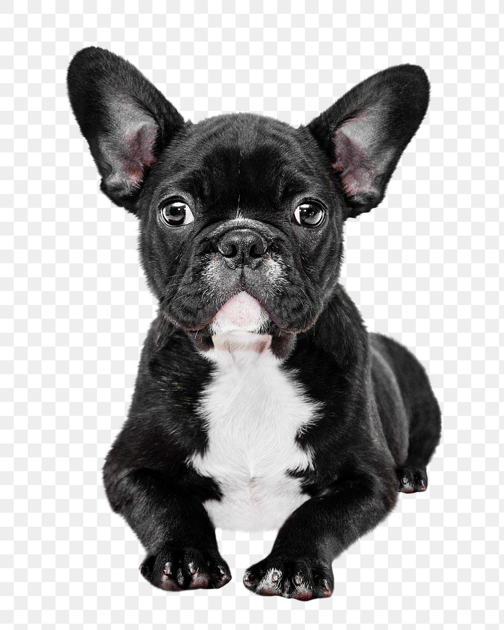 French bulldog png house pet, transparent background