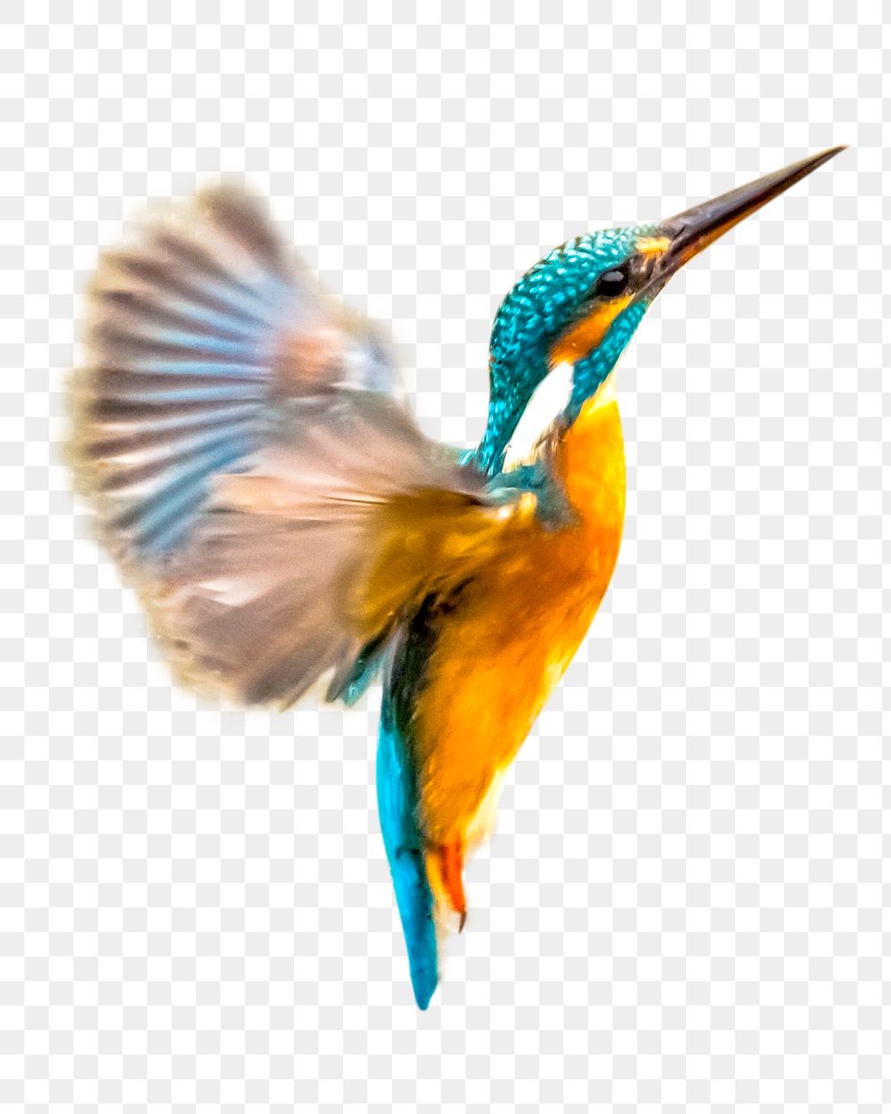 Hummingbird png collage element, transparent background