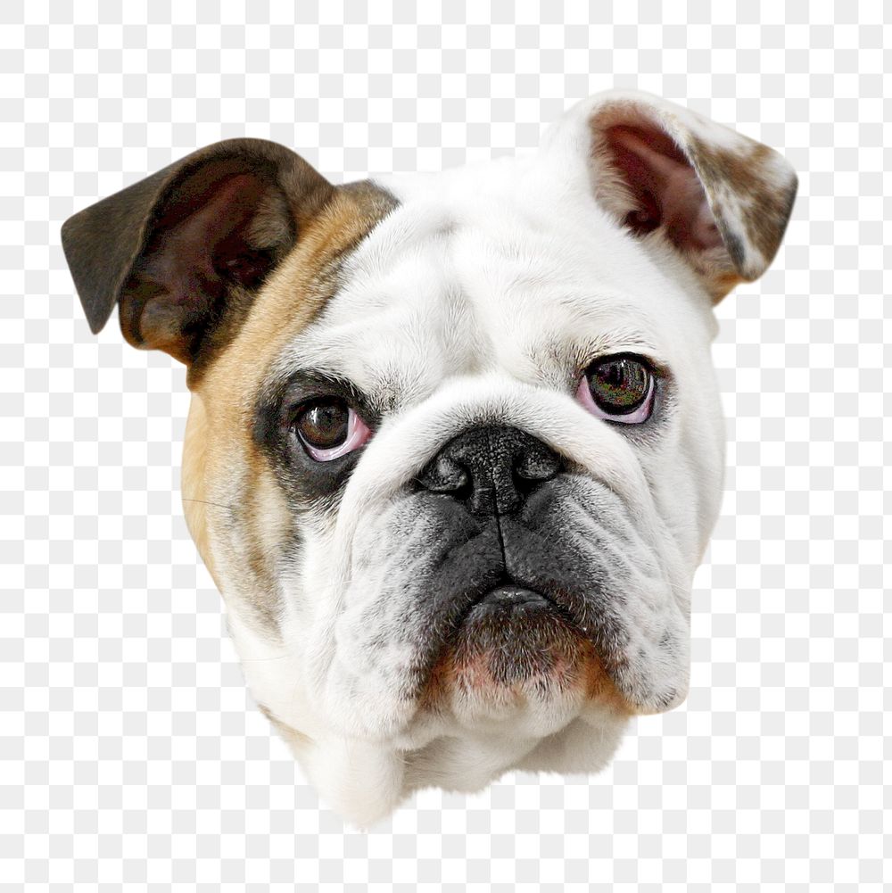 PNG  Bulldog  pet, collage element, transparent background