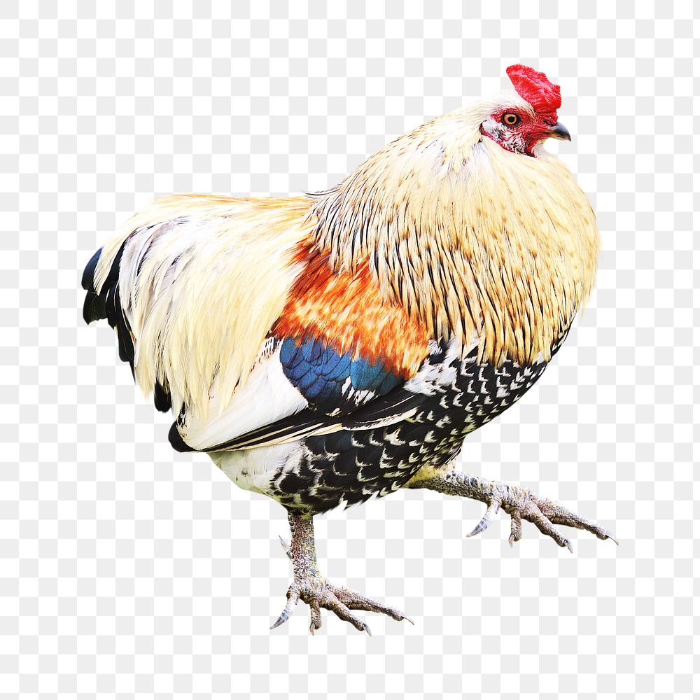 White chicken png, transparent background