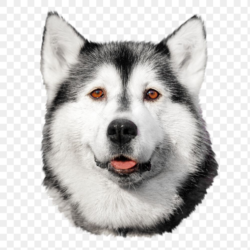 Siberian Husky face png collage element, transparent background