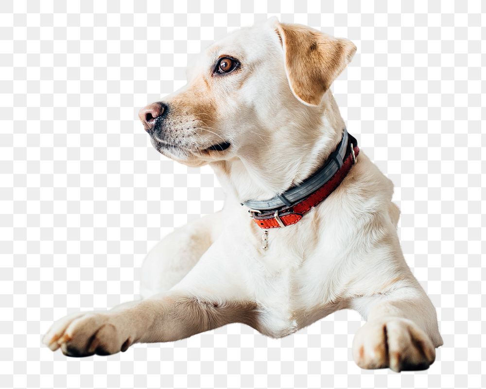 PNG  Labrador Retriever  dog, collage element, transparent background