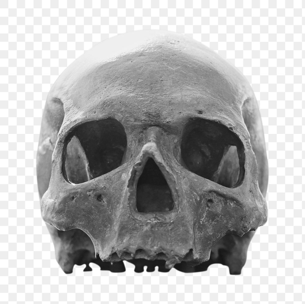 Human skull png, transparent background