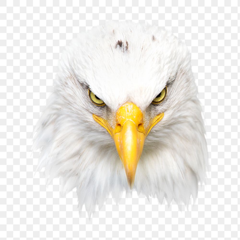 Bald eagle png, transparent background