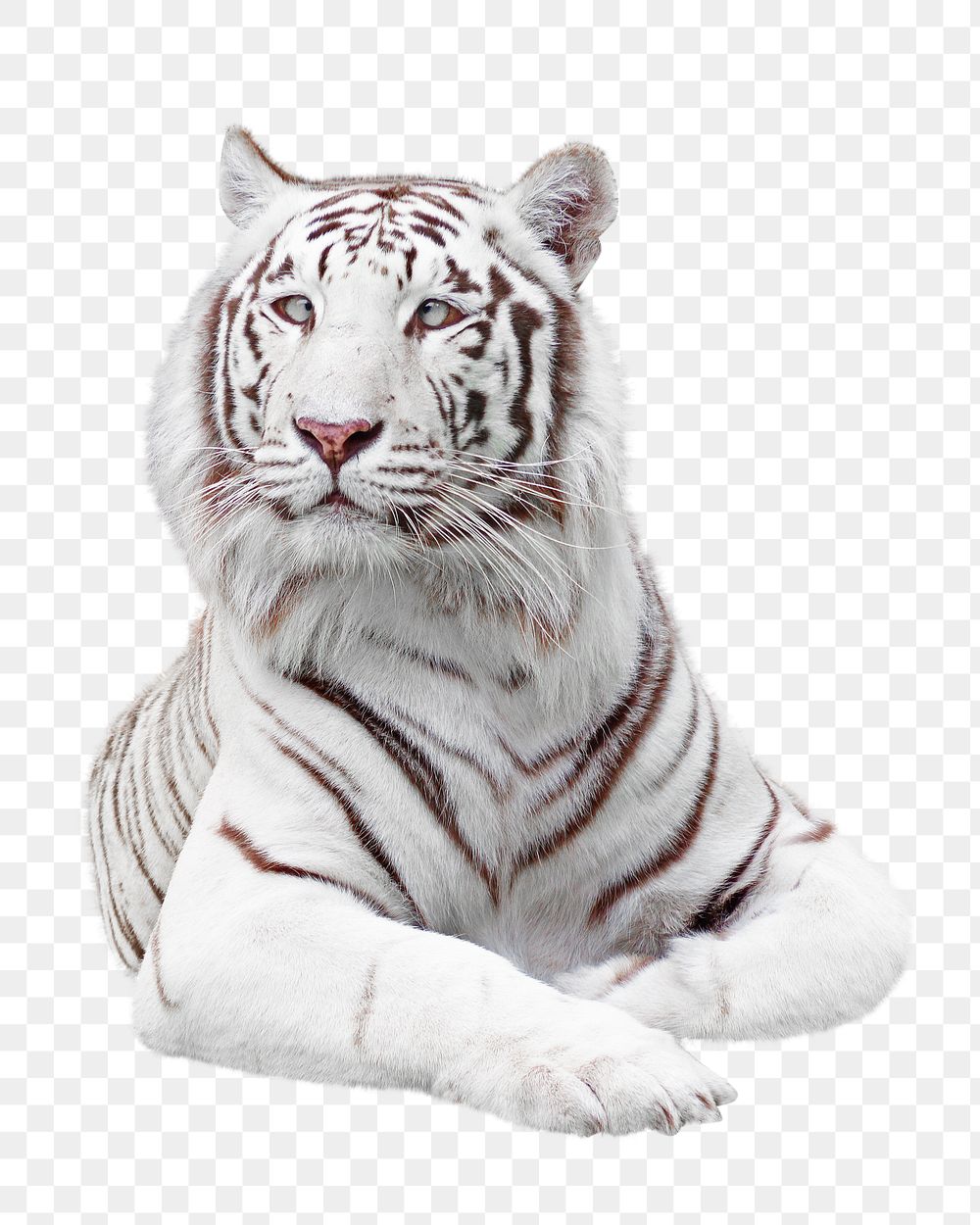 PNG white tiger, collage element, transparent background