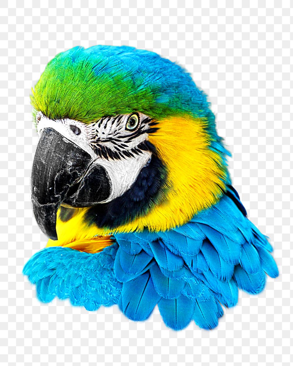 Macaw png collage element, transparent background