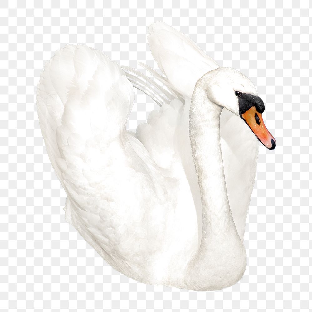 Swan png collage element, transparent background