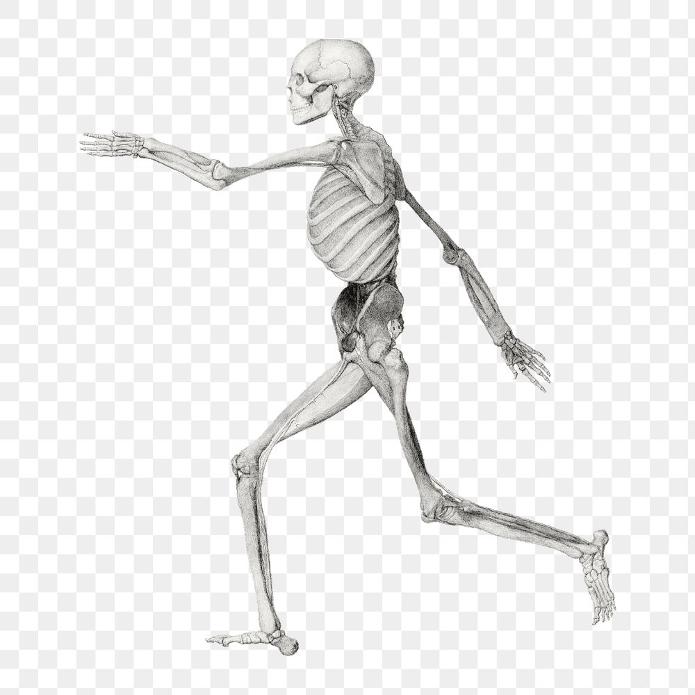 Human skeleton png collage element, transparent background