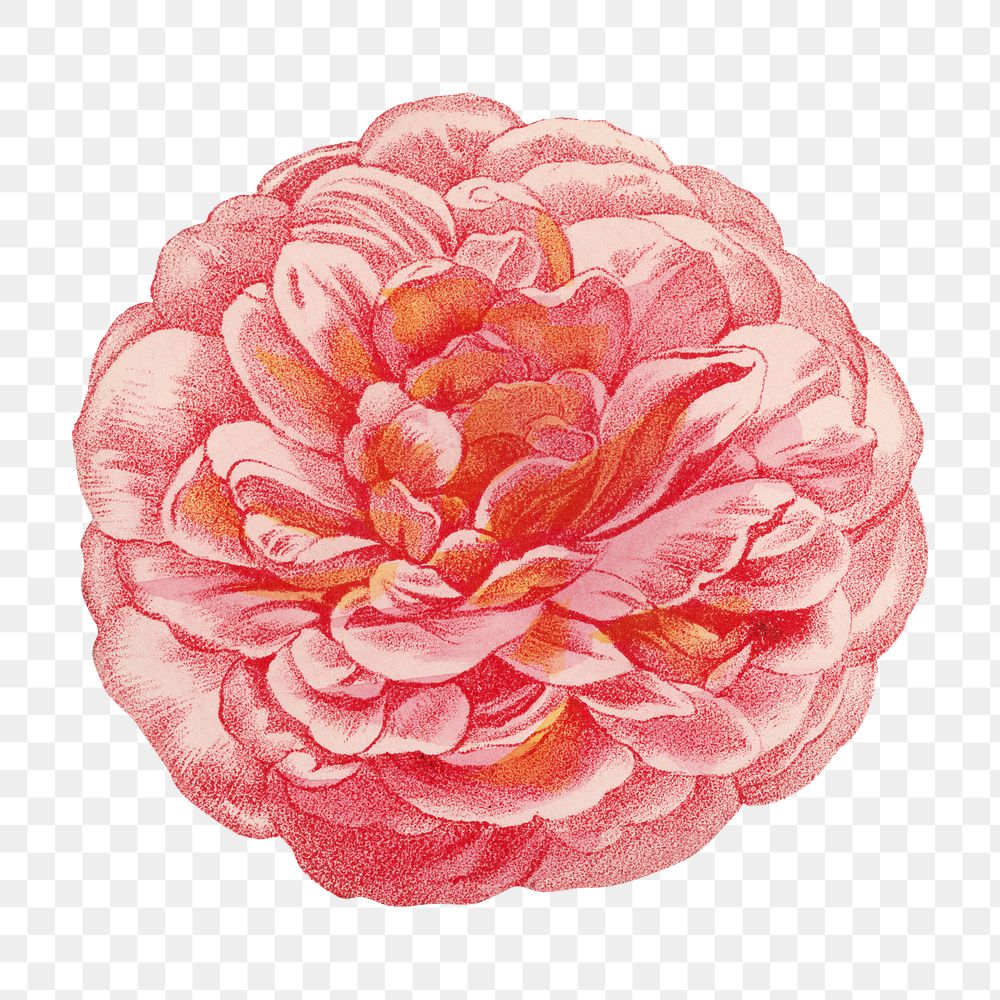 PNG Pink rose, vintage French flower illustration on transparent background  by François-Frédéric Grobon. Remixed by…