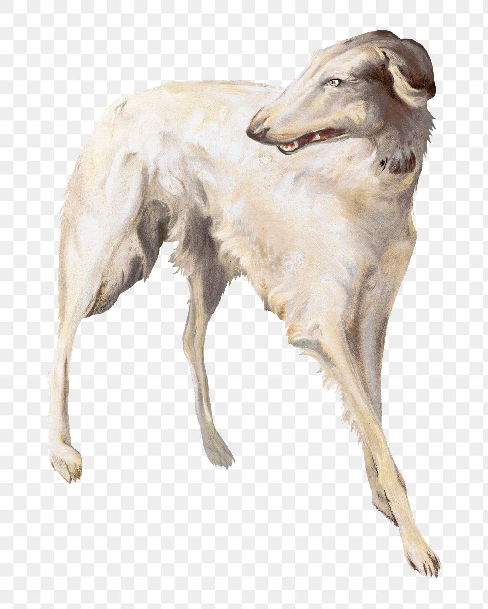 PNG Borzoi dog vintage illustration on transparent background. Remixed by rawpixel. 