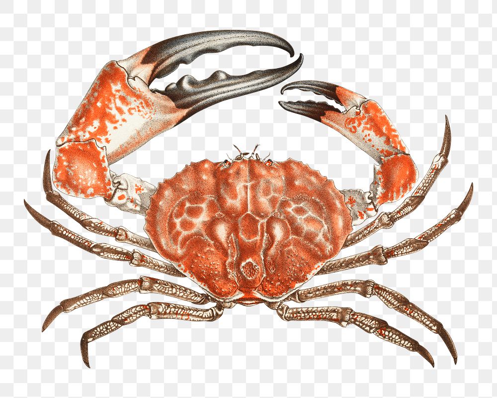 PNG crab vintage illustration on transparent background. Remixed by rawpixel. 