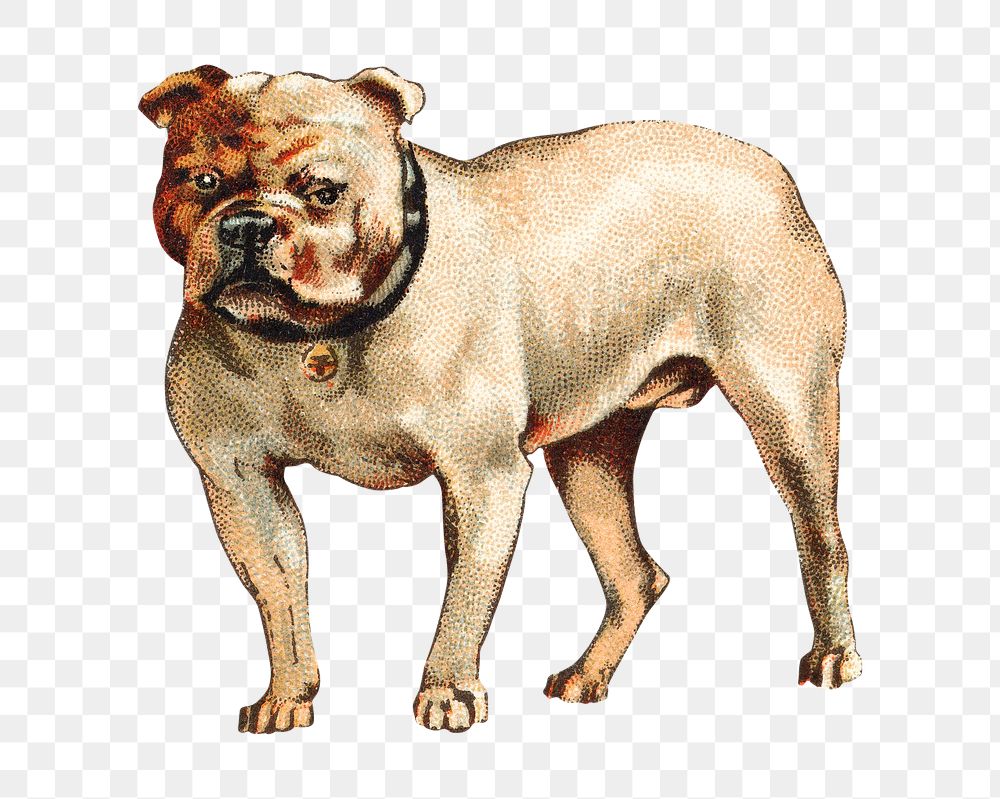 PNG Bulldog, vintage pet animal illustration by Goodwin & Company, transparent background. Remixed by rawpixel.