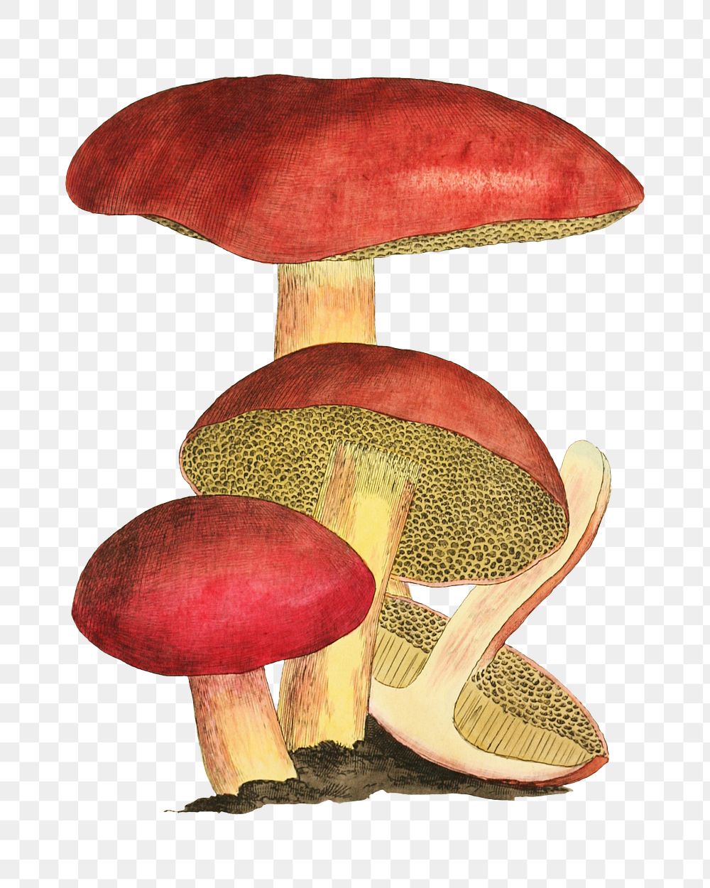 PNG Red mushroom, vintage botanical illustration by James Sowerby, transparent background. Remixed by rawpixel.