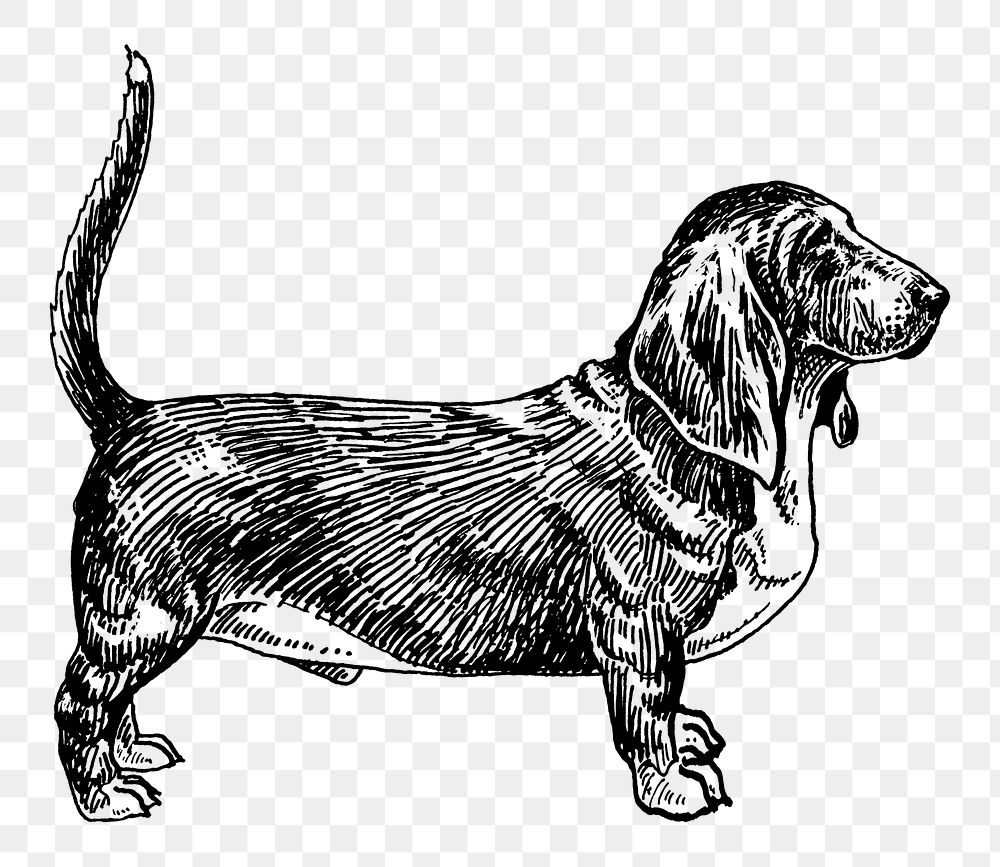 PNG Basset Hound Dog, vintage pet animal illustration by Pearson Scott Foresman, transparent background. Remixed by rawpixel.