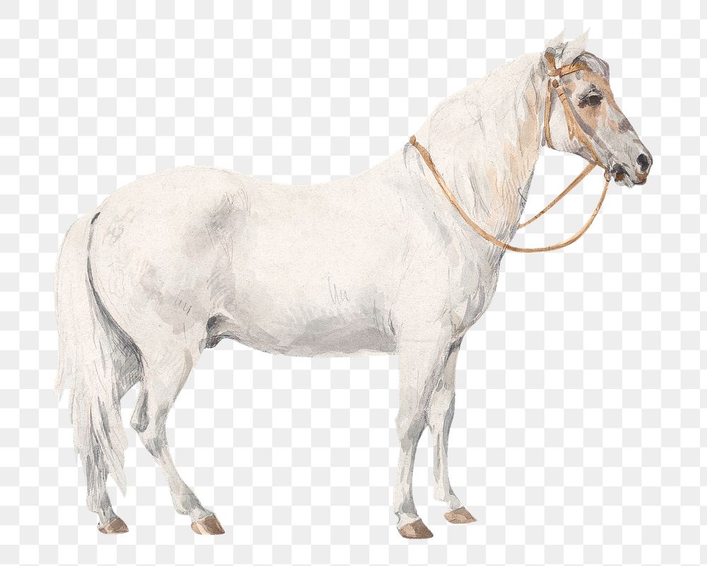 PNG White pony, vintage horse illustration by William Hamilton, transparent background. Remixed by rawpixel.