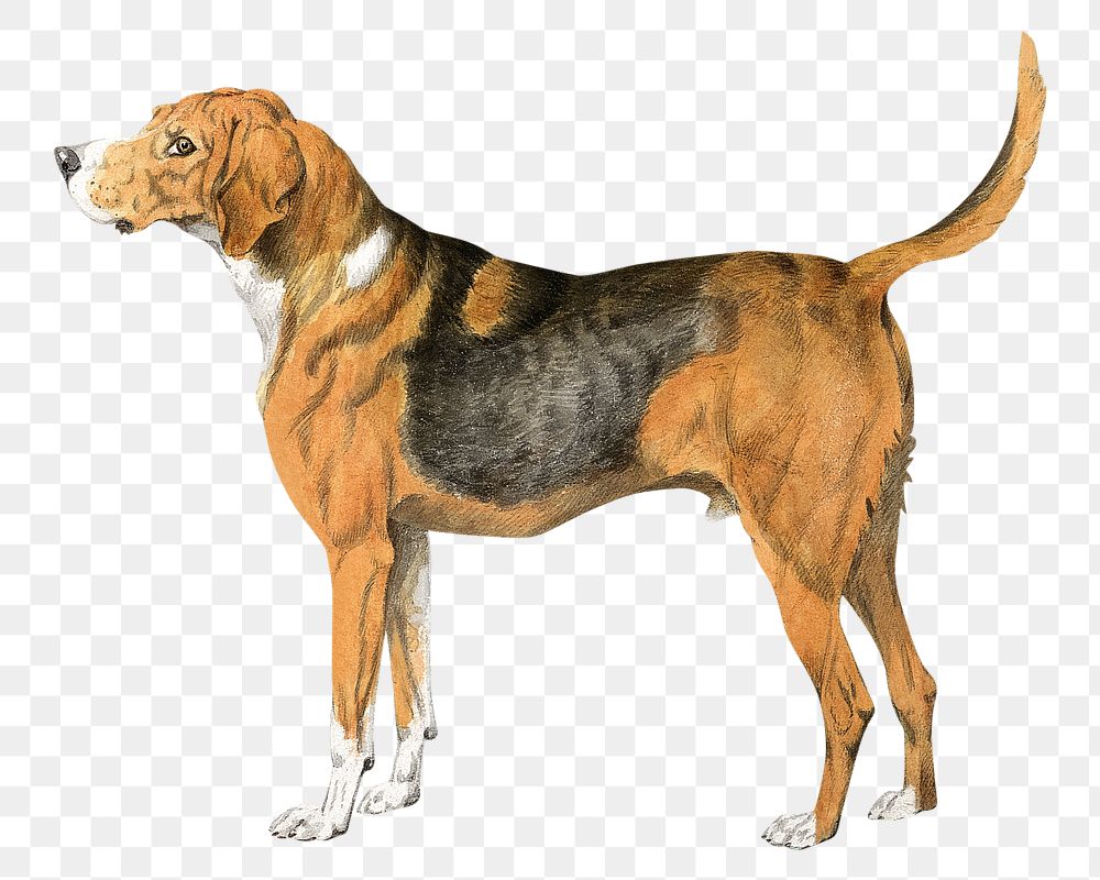 PNG Standing dog, vintage pet animal illustration by Sydenham Teast Edwards, transparent background. Remixed by rawpixel.