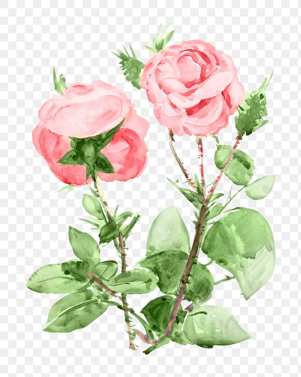 Pink roses png vintage flower, transparent background. Remixed by rawpixel.