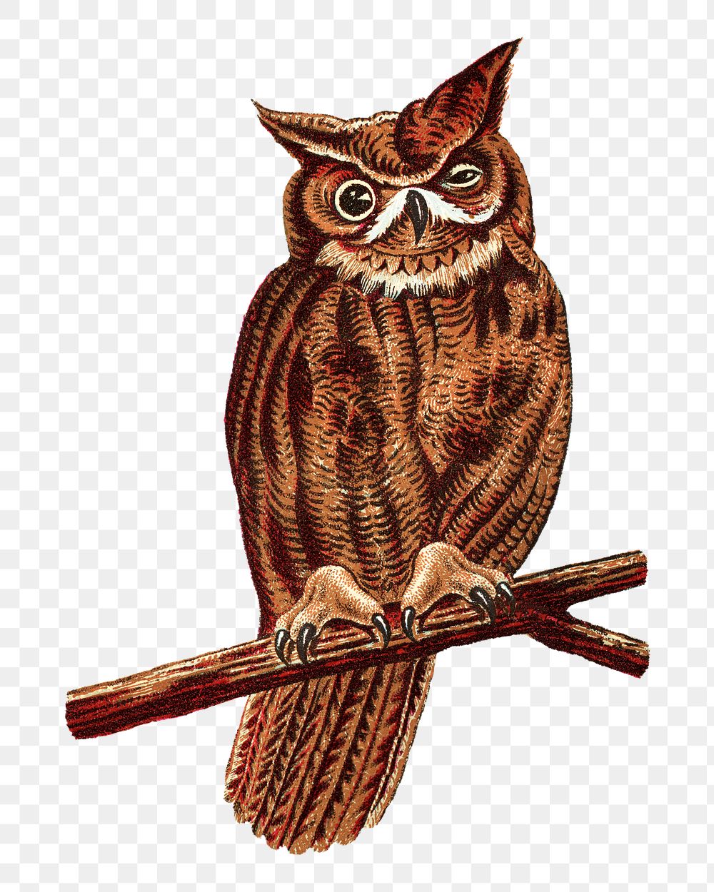 Vintage owl png bird, transparent background. Remixed by rawpixel.