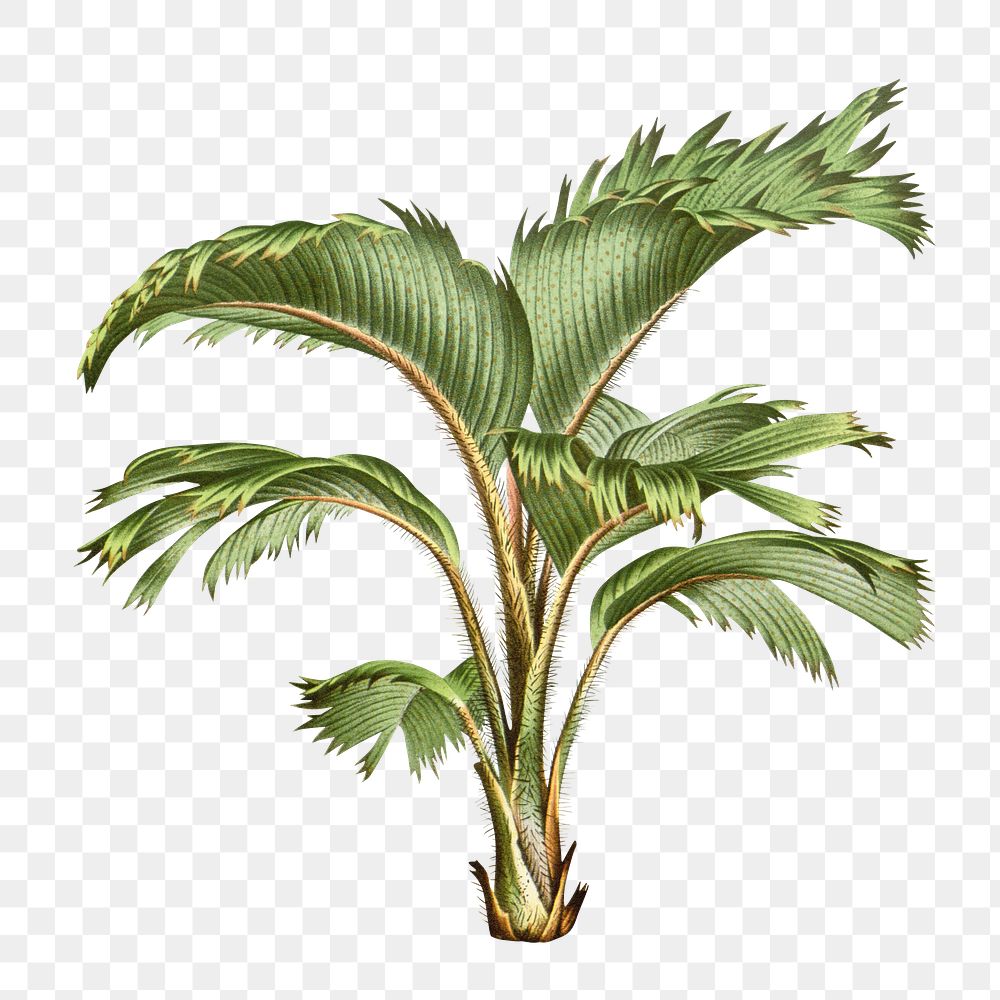 Vintage palm tree png illustration, transparent background. Remixed by rawpixel.