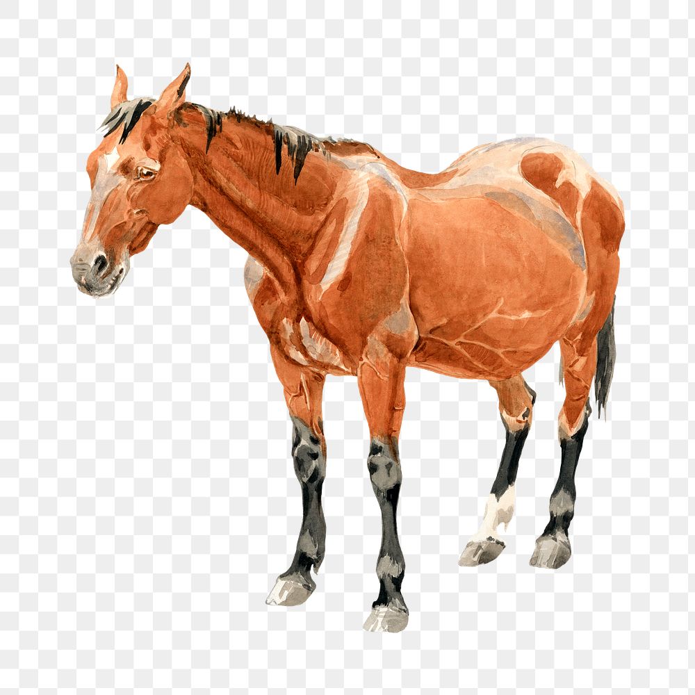 Brown horse png animal, transparent background. Remixed by rawpixel.