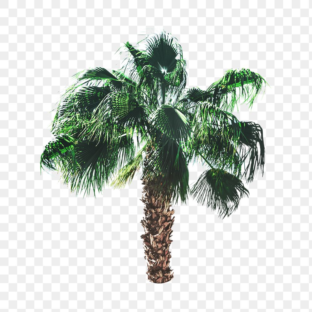 PNG palm tree, collage element, transparent background
