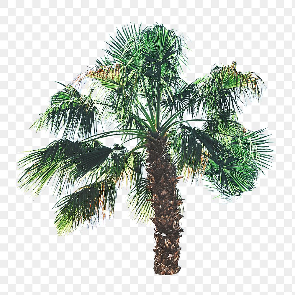 PNG palm tree, collage element, transparent background