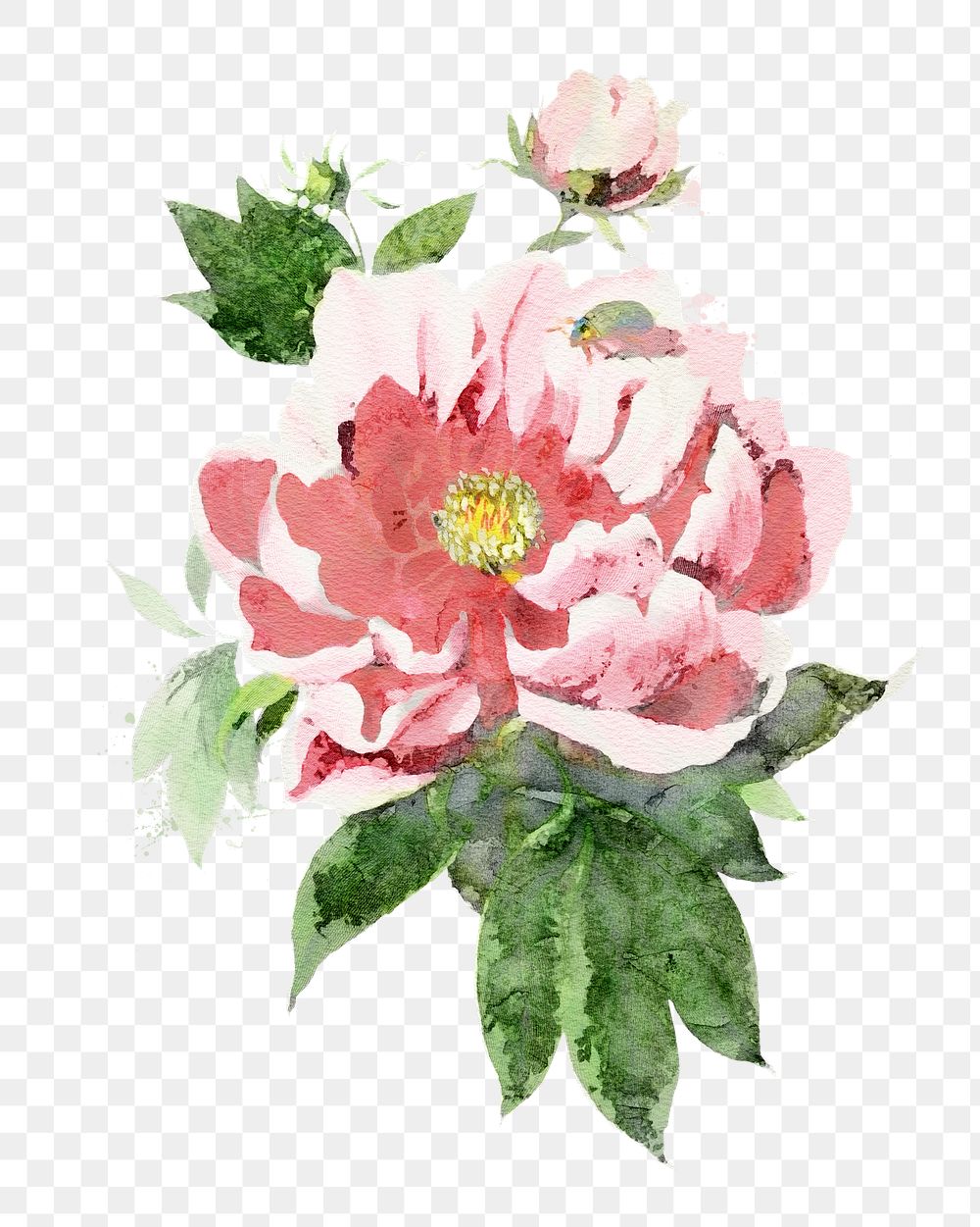 Pink peony png watercolor collage element, transparent background. Remixed by rawpixel.