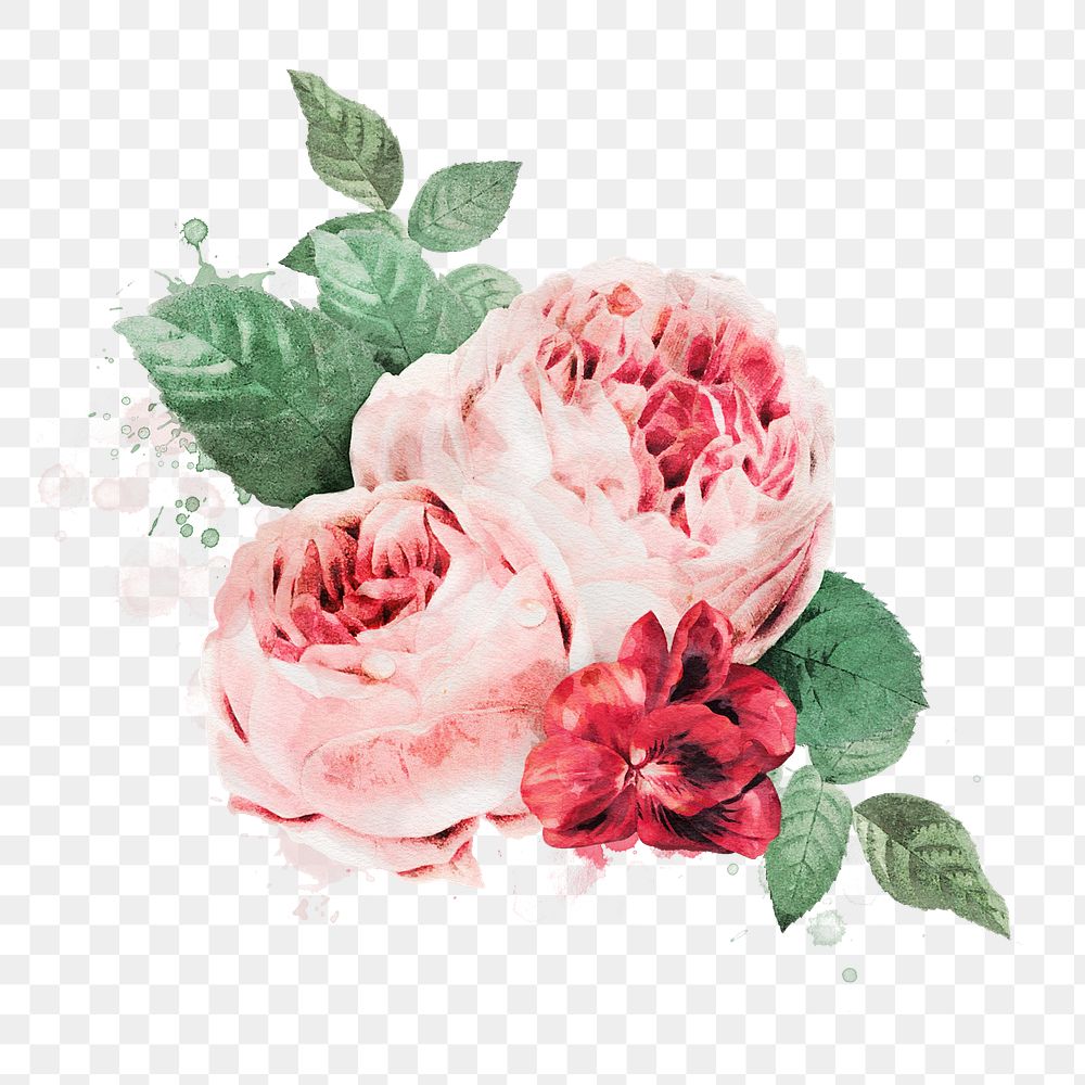 PNG watercolor pink garden rose, | Premium PNG - rawpixel