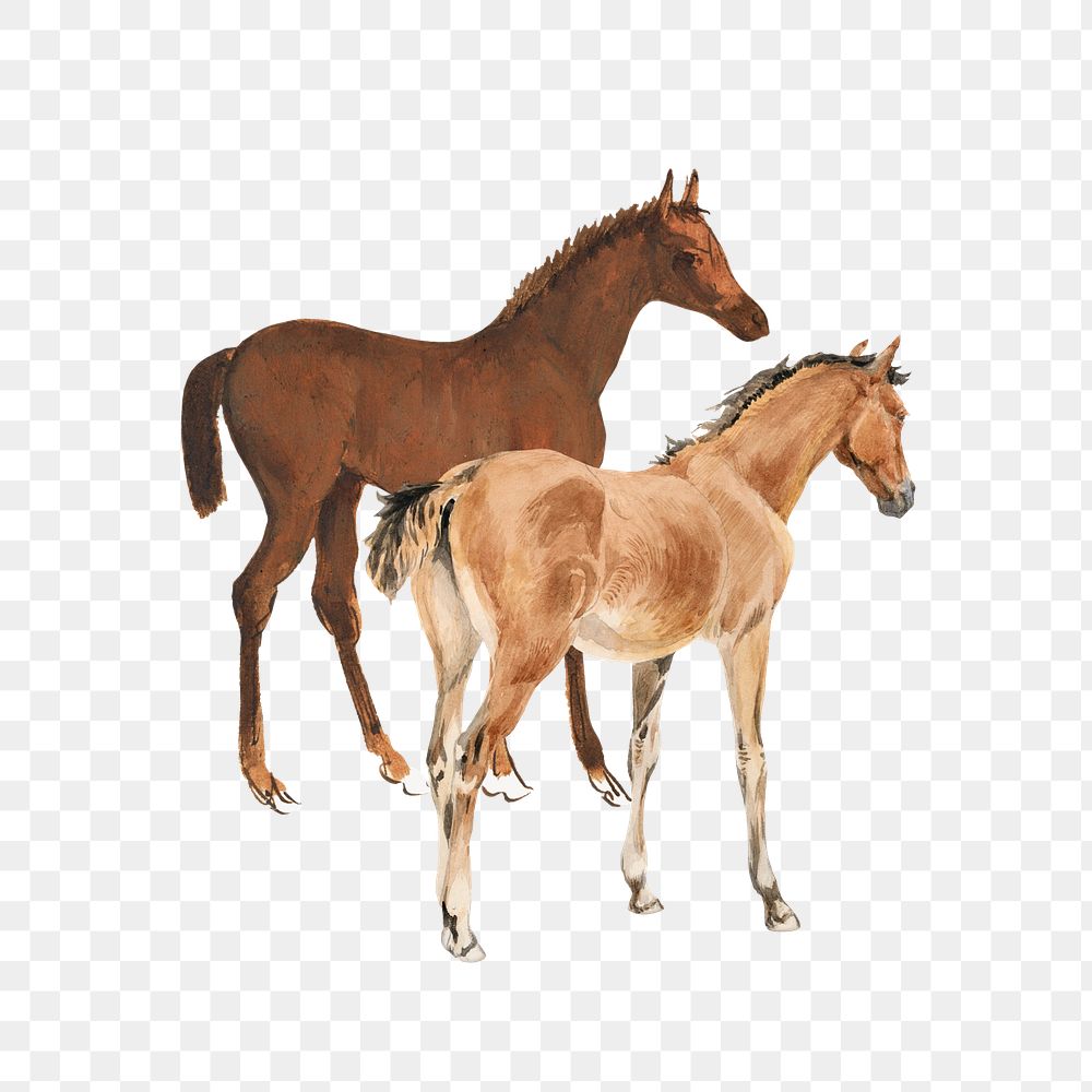 Horse foals png watercolor, transparent background. Remixed by rawpixel.