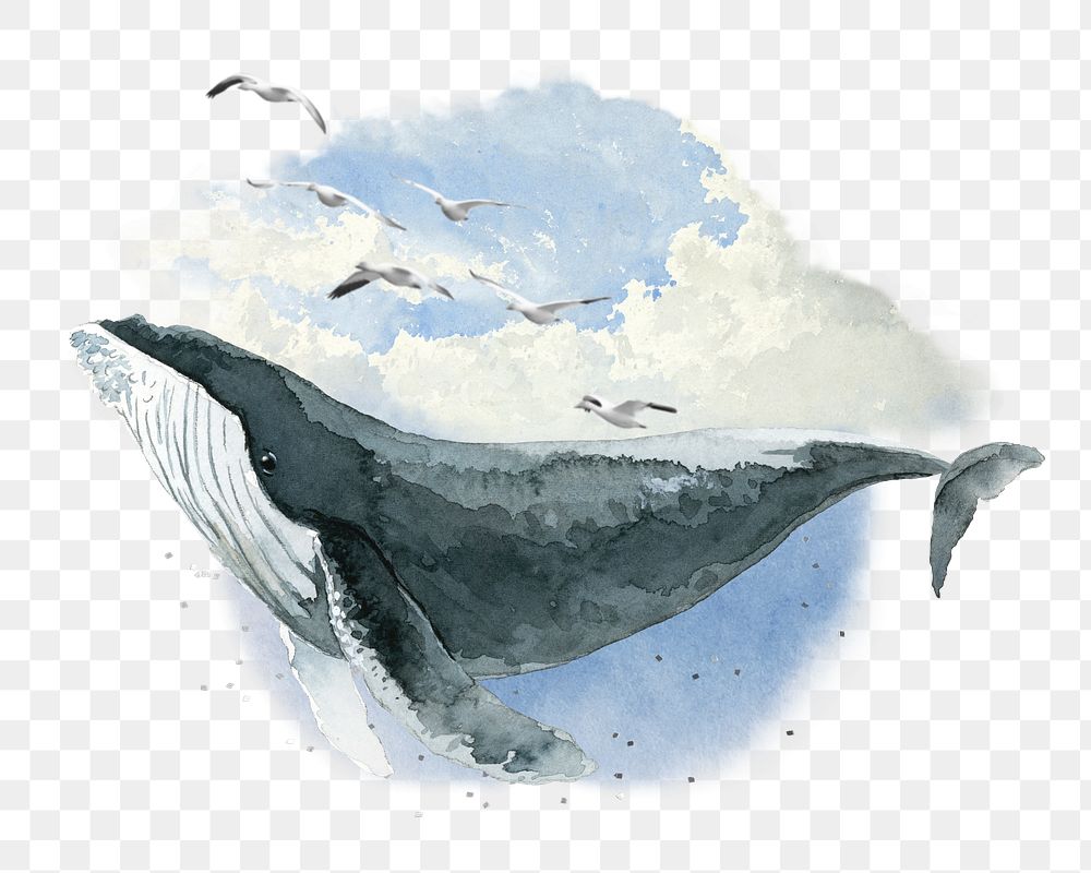 Humpback whale png watercolor, transparent background. Remixed by rawpixel.