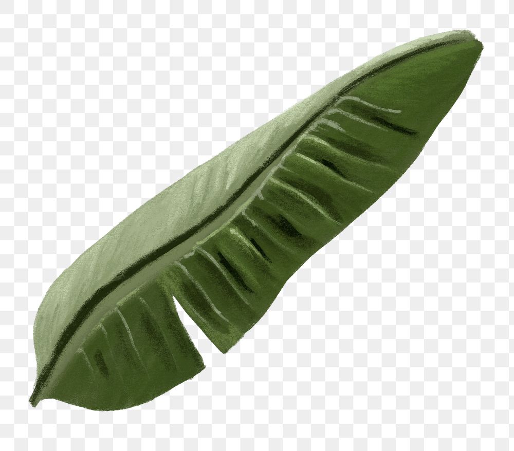 Banana leaf png tropical plant, transparent background