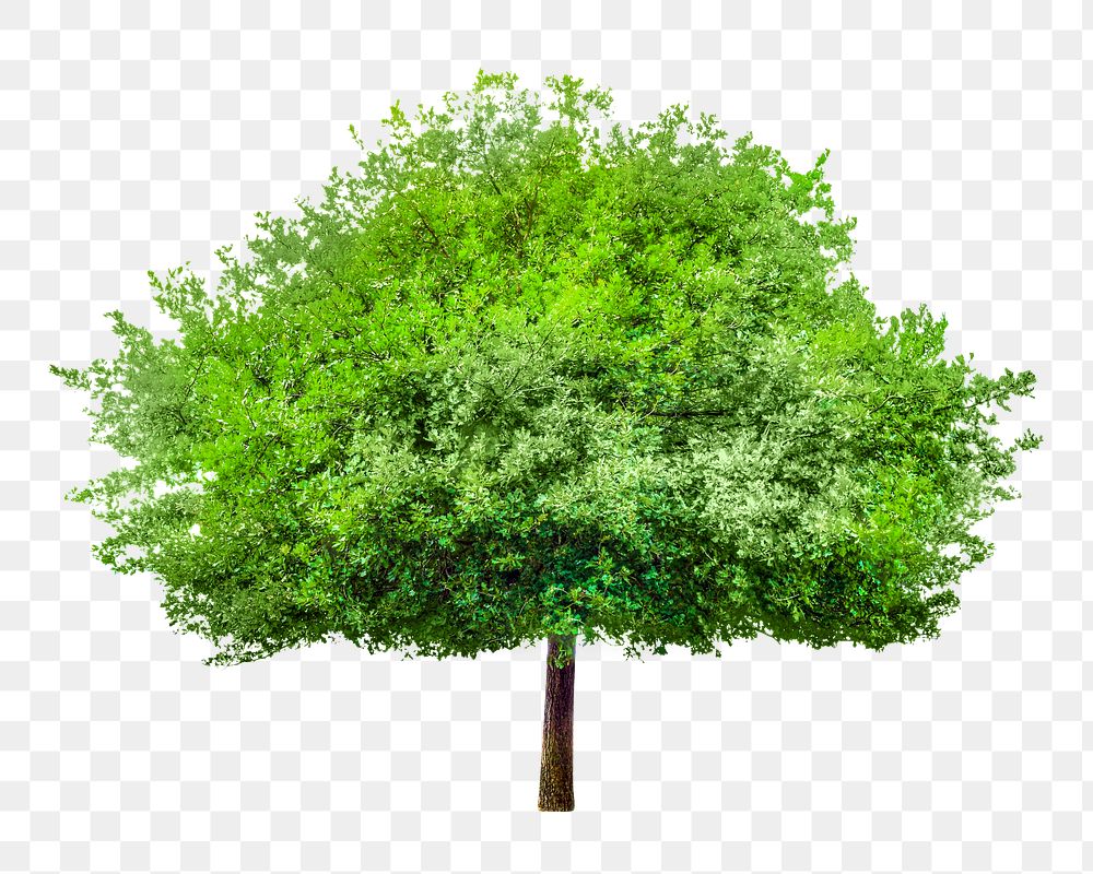 PNG Lone green tree design element, transparent background