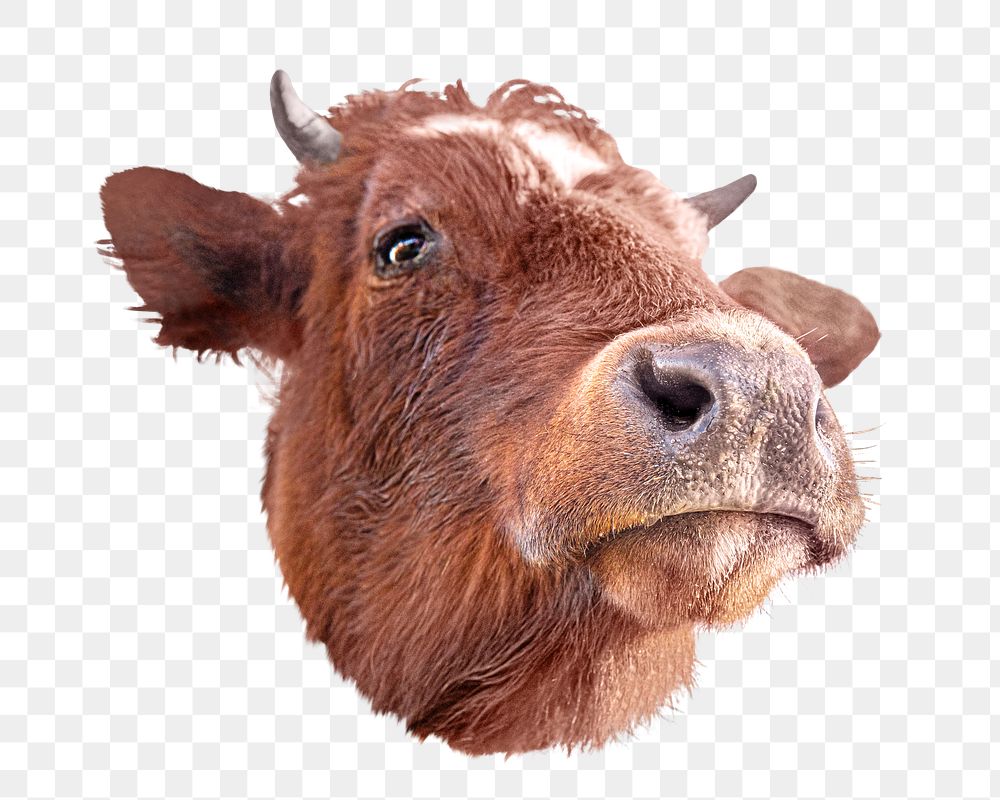 PNG Cow, collage element, transparent background