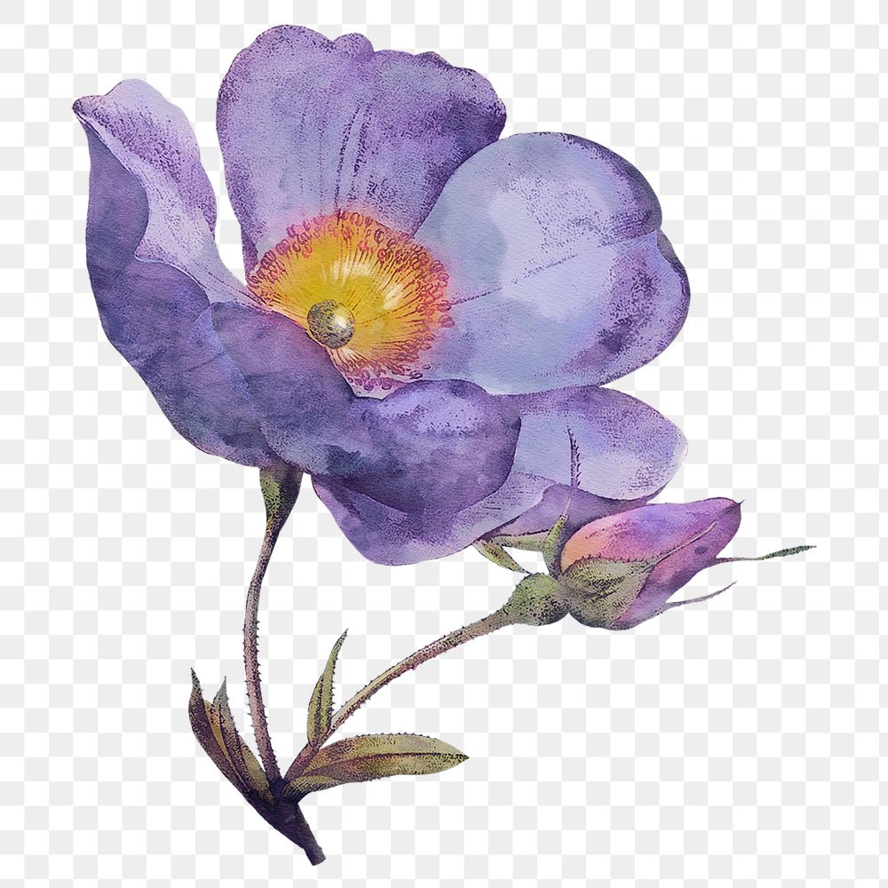 Purple anemone png watercolor flower, transparent background. Remixed by rawpixel.