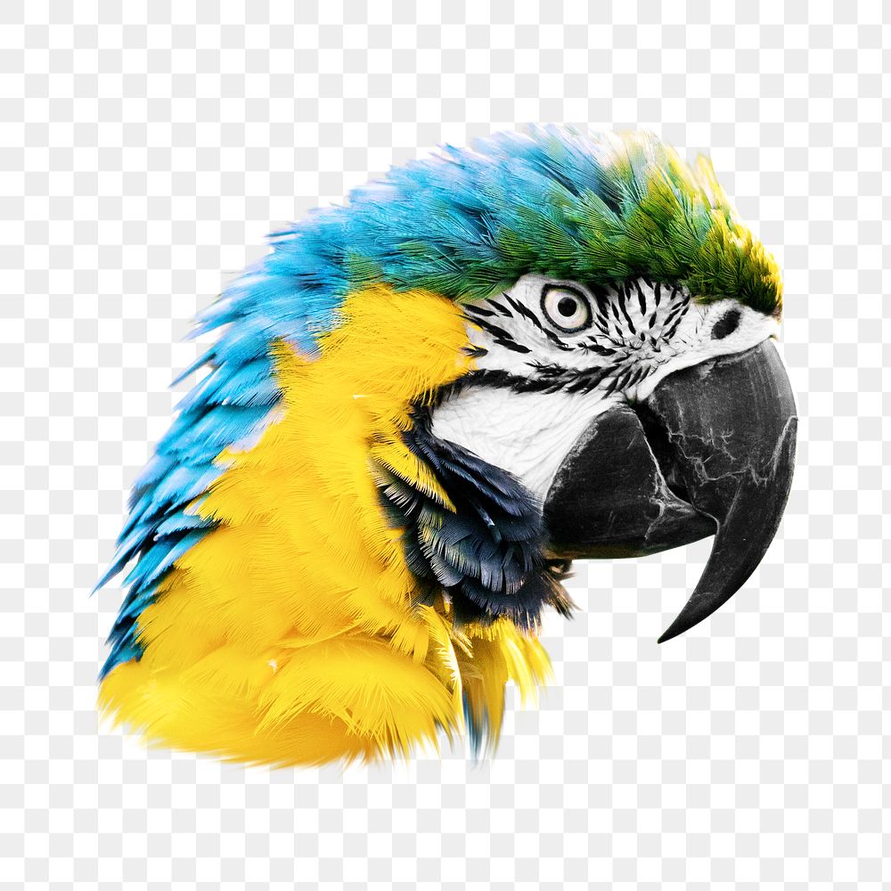 Macaw parrot png, transparent background