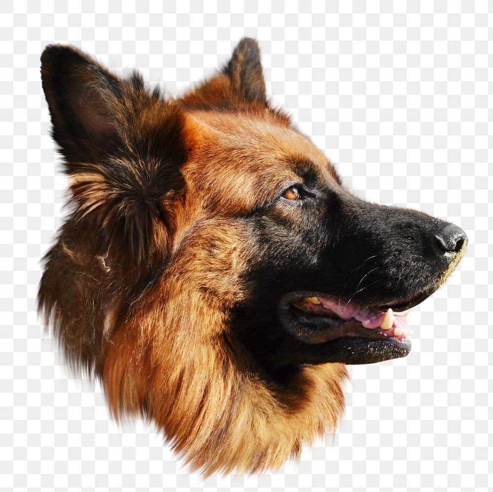German shepherd dog png, transparent background