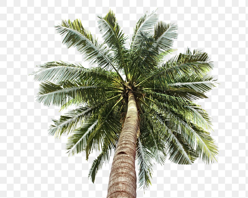 PNG palm tree, collage element, transparent background